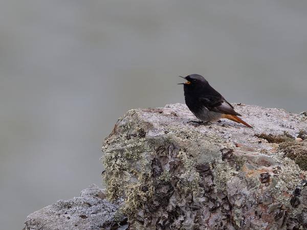 <h3><a href="/trips/extramadura/biota/animalia/chordata/aves/040 passeriformes/108 muscicapidae/phoenicurus ochruros/phoenicurus ochruros-nl.html">Phoenicurus&nbsp;ochruros</a> / Black&nbsp;redstart / Zwarte&nbsp;roodstaart</h3>OM-1 Mark II met OLYMPUS M.150-400mm F4.5 TC, 1/2000 sec  bij F5.6, ISO 2500, afstand 41.2&nbsp;m